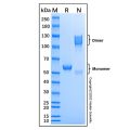 Recombinant Human JAM-A Protein
