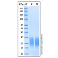 Recombinant Human NKp30/NCR3 Protein