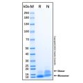 Recombinant Human TFF3 Protein
