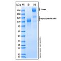Recombinant Human TrkA Protein