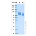 Recombinant Human Vasorin/SLIT-like 2 Protein