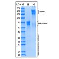 Recombinant Mouse OX40/TNFRSF4 Protein