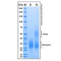 Recombinant Mouse CD90/Thy1 Protein