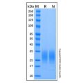 Recombinant Mouse IL-22 Protein