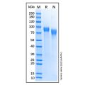 Recombinant Mouse PIR-B Protein