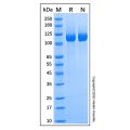 Recombinant Mouse Neuropilin-1 Protein