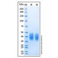 Recombinant Mouse Coagulation Factor III/Tissue Factor Protein