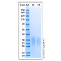 Recombinant Mouse Activin RIIA Protein
