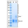Recombinant Human CD94 Protein