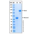 Recombinant Human Frizzled-9 Protein