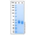 Recombinant Mouse Mesothelin Protein