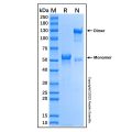 Recombinant Human BTNL8 Protein