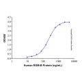 Recombinant Human RGM-B Protein