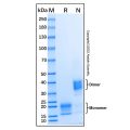 Recombinant Human IL-17A/F Heterodimer Protein