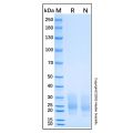 Recombinant Mouse TSLP Protein
