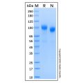 Recombinant Human ErbB4/HER4 Protein