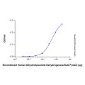 Recombinant Human Dihydrolipoamide Dehydrogenase/DLD Protein