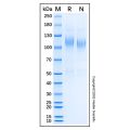 Recombinant Human Ret Protein