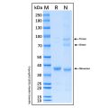 Recombinant Human Peroxiredoxin 3/PRDX3 Protein