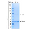Recombinant Human HSC70/HSPA8 Protein