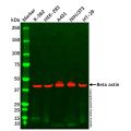 NIH/3T3 Whole Cell Lysate