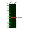 A-431 Whole Cell Lysate