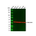 A549 Whole Cell Lysate