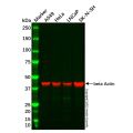 SK-N-SH Whole Cell Lysate