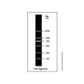 DNA Ladder (100-2000bp)