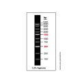 DNA Ladder (100-15000bp)