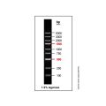 DNA Ladder (100-5000bp)