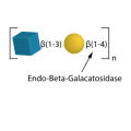 Endo-Beta-Galactosidase