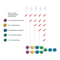 Glycan Sequencing Kit