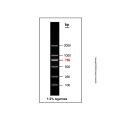 Gelred-prestained DNA Ladder (100-2000bp)