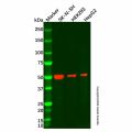 beta III Tubulin Mouse mAb