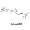 甲基丙烯酰化明胶(GelMA)