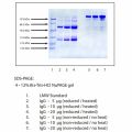 Immunoglobulin G (IgG), Normal Human Plasma