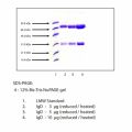 免疫球蛋白D (IgD), 来源于正常人血浆