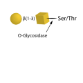 O-Glycosidase