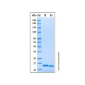 Recombinant Human Cystatin SA Protein
