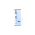 Recombinant Human Layilin Protein