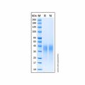 Recombinant Human LIF Protein