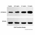 Recombinant Human MUC-1 Protein