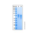 Recombinant Human Nectin-3 Protein