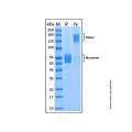 Recombinant Human TREM-1 Protein