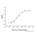 Recombinant Human IL-7 Protein