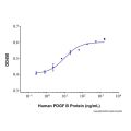 Recombinant Human PDGF-BB Protein
