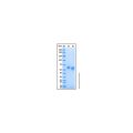 Recombinant Rat DLL1 Protein
