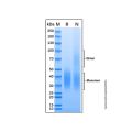 Recombinant Mouse CD47 Protein