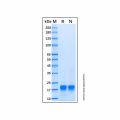 Recombinant Human IL-32 alpha Protein